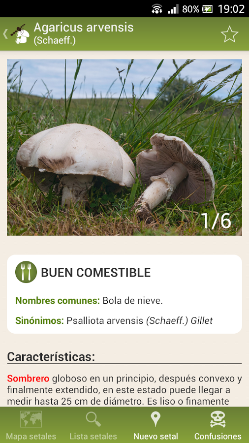 Fungipedia ficha seta.png